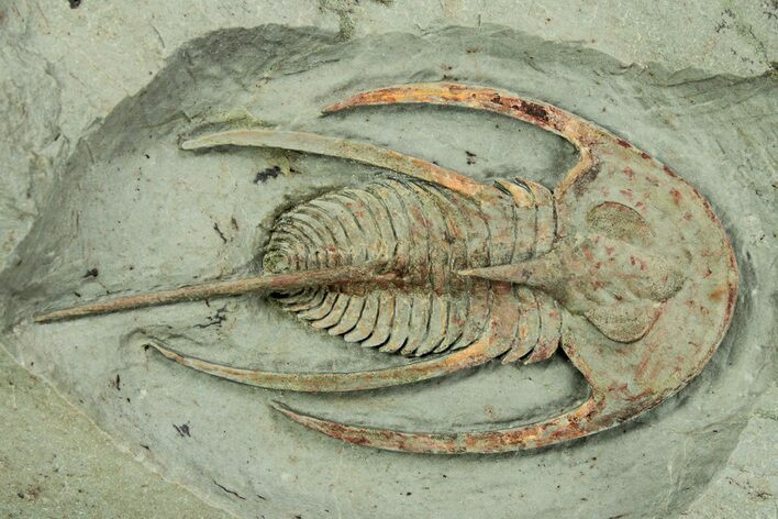 Early Cambrian Fallotaspis - Tazemmourt, Morocco #244451